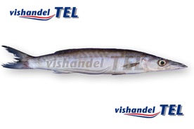 Barracuda.jpg Barracuda.jpg