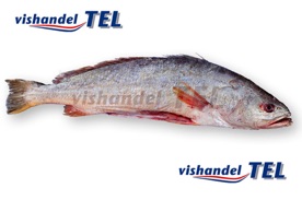 Corvina.jpg Corvina.jpg
