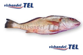 Croaker.jpg Croaker.jpg