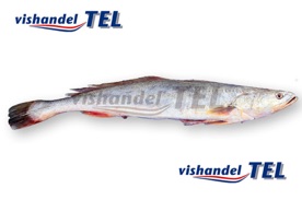 Kandratiki.jpg Kandratiki.jpg