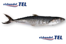 Kingfish.jpg Kingfish.jpg