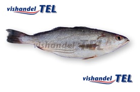 Weakfish.jpg Weakfish.jpg