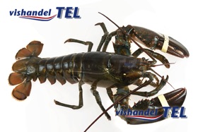 kreeft.jpg kreeft.jpg