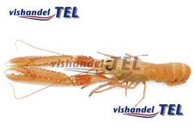 langoustine.jpg langoustine.jpg