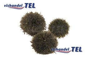 zeeegel.jpg zeeegel.jpg